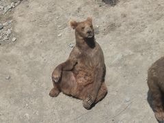 -新疆天山野生动物园