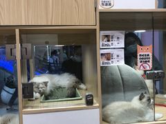 -屋虎猫馆(宝安大仟里店)