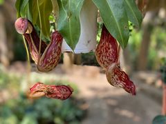 -中国科学院西双版纳热带植物园