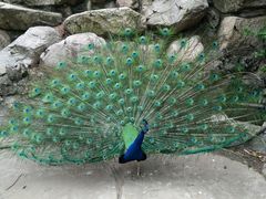 -西安秦岭野生动物园