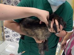 -可蒙动物医院·猫科·骨科中心(首义路店)