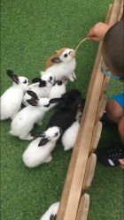 -萌宠亲子动物乐园(槐房万达店)