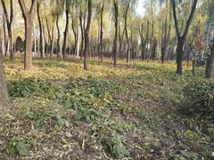 -森林公园(尖草坪区)