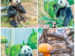 -广州长隆野生动物世界