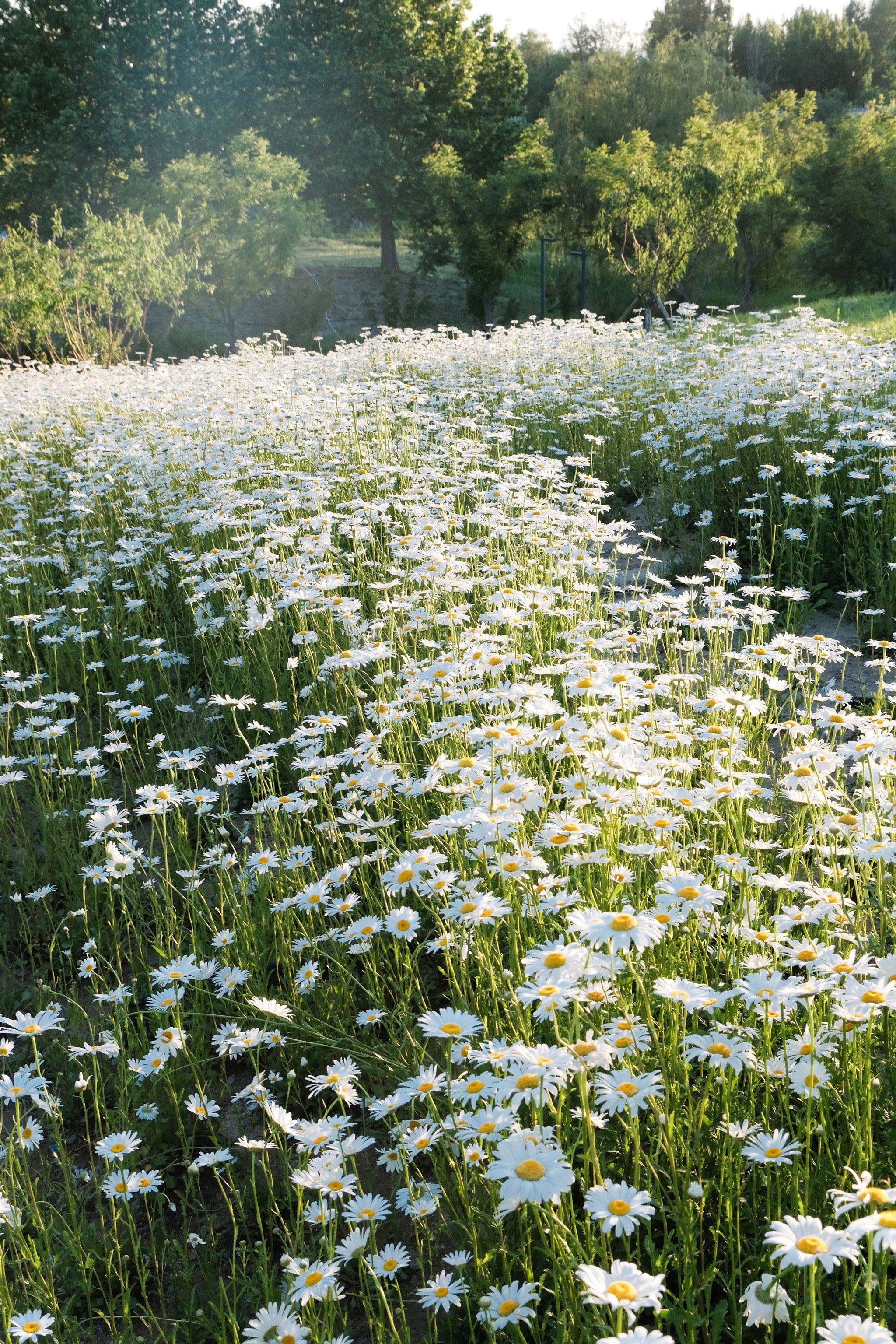 夏天和雏菊花海太配啦🫧免门票预约‼️附机位