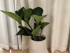 -瑶舍头疗·瑶浴·芳香热石SPA(五洲国际店)
