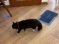 -有猫主题·治愈系猫咖(曾厝垵店)