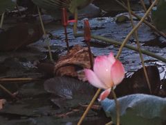 -惠州西湖丰渚园
