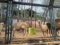 -大连森林动物园