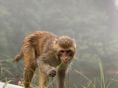 -重庆雨台山风景区