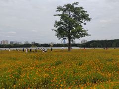 -海珠湖公园