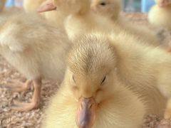 -怪兽屋·羊驼·猫咖·狗咖(俊华广场店)