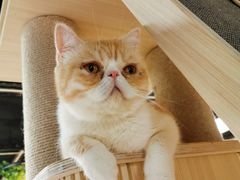 -猫和宫(六道口店)