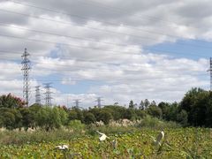 -上海长兴岛郊野公园