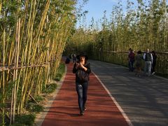 -上海长兴岛郊野公园