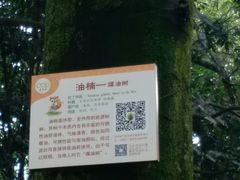 -南宁良凤江国家森林公园