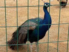 -杭州野生动物世界