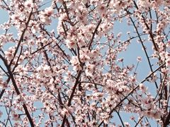 -桃花堤公园