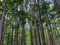 -黄海国家森林公园