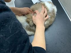 -叮叮猫咪生活馆