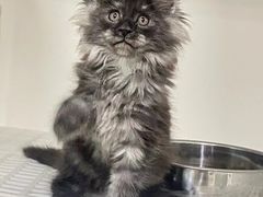 -lincat·猫舍(广州店)