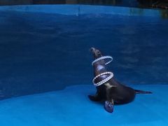 -烟台海昌鲸鲨海洋公园