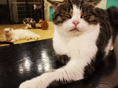 -萌喵咖啡屋(人民东路4号口M16商铺店)