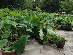-南山植物园