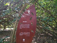 -华侨城湿地公园