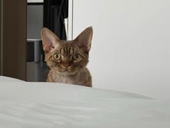 -山宅一喵德文卷毛猫舍