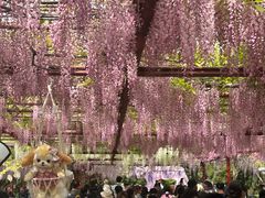 -嘉定紫藤园