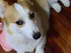 -宠颐生宠物医院·犬猫全科·皮肤科(商业街店)