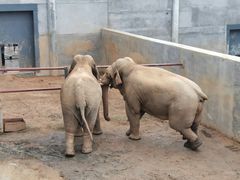 -西霞口神雕山野生动物世界