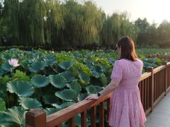 -莲花池公园