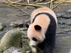 -都江堰中华大熊猫苑
