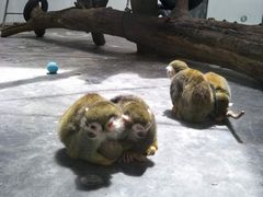 -西安秦岭野生动物园