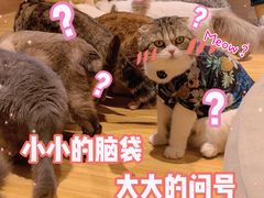 -啵啵喵·猫咖(攀华国际店)