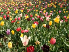 -洛阳郁金香牡丹园