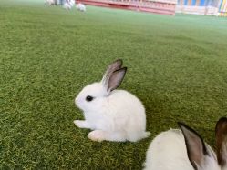 -萌宠亲子动物乐园(槐房万达店)