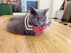 -猫小院猫主题餐厅(南锣旗舰店)