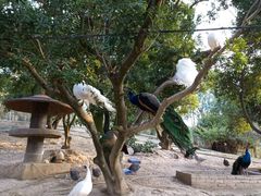 -泉州海丝野生动物世界