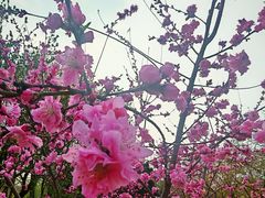 -桃花堤公园