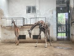 -成都动物园