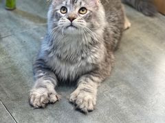 -欣宠猫屋·矮脚拿破仑·蓝金金渐层