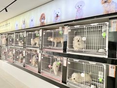 -翊宠yipet猫狗购宠庄园犬舍•猫舍