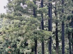 -人民公园(罗湖区)