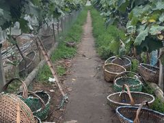 -马陆小张葡萄园农家乐