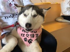 -Husky Go! 哈士奇体验馆·宠物咖啡厅狗咖