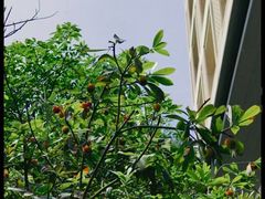 -南宁荔园维景国际酒店·荔园中餐厅