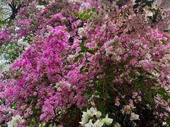 -深圳国际园林花卉博览园